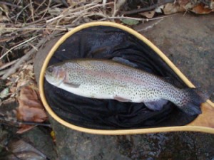 Pequest River Fish in Net Image
