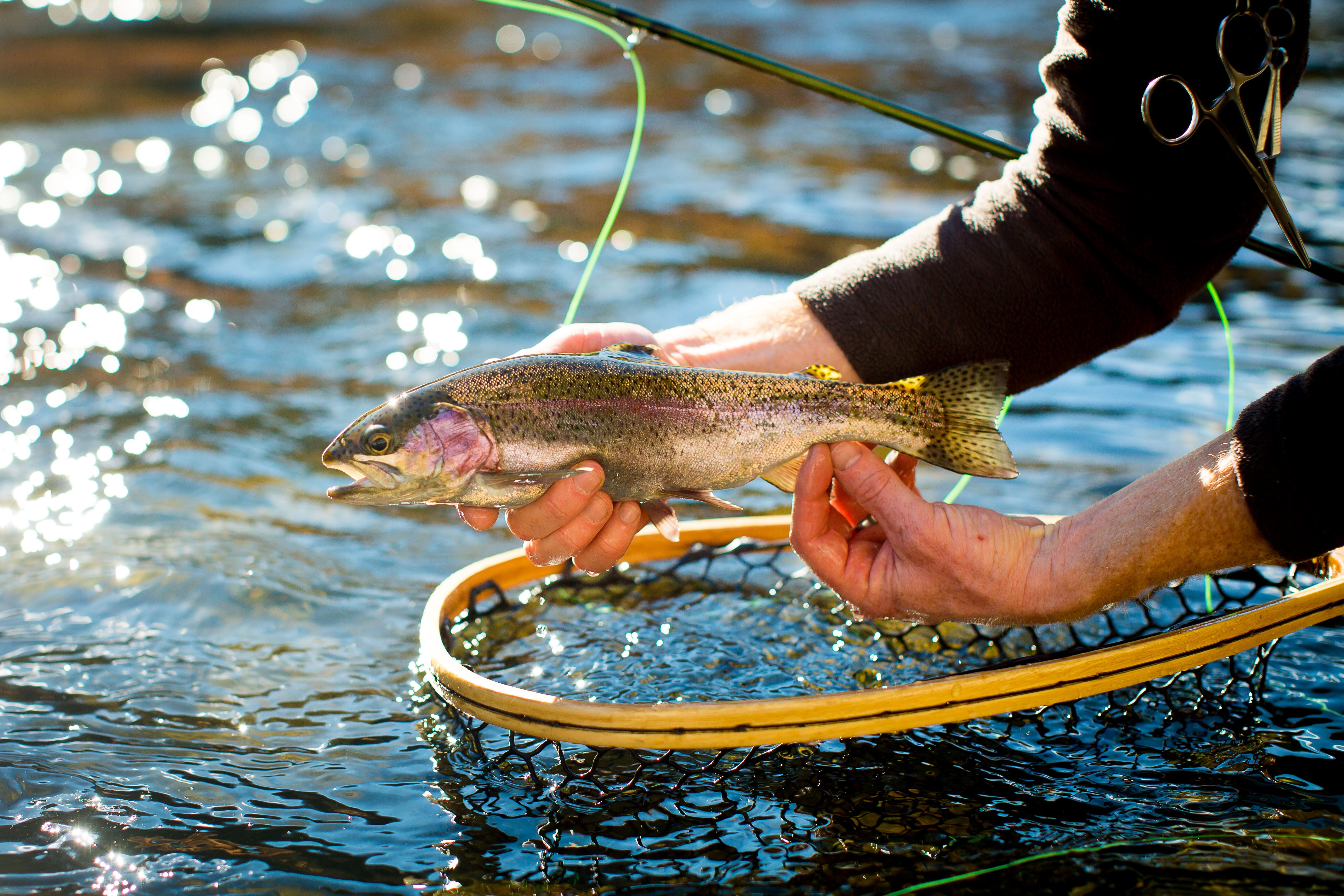 Wild Trout In NJ Ben Turpin Custom Rod Building and Guide Service
