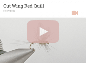 Red Quill